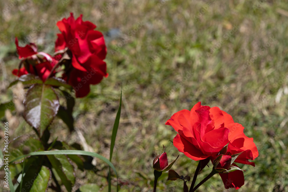 Obraz premium A blooming red rose in the foreground and other roses to the left in the background out of focus