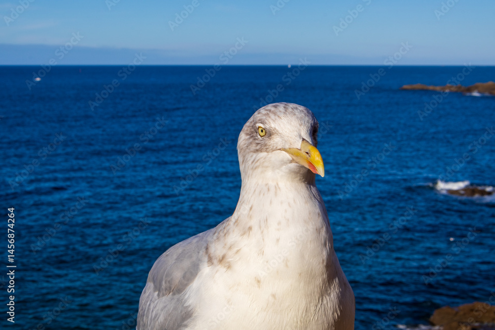 seagull on the rocks