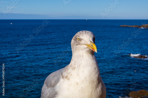 Obraz na płótnie seagull on the rocks w salonie