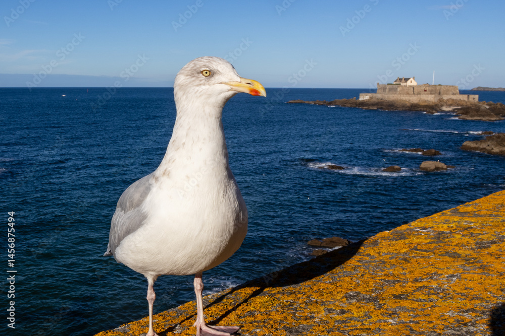 seagull on the pier