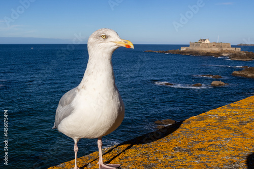 Obraz na płótnie seagull on the pier w salonie