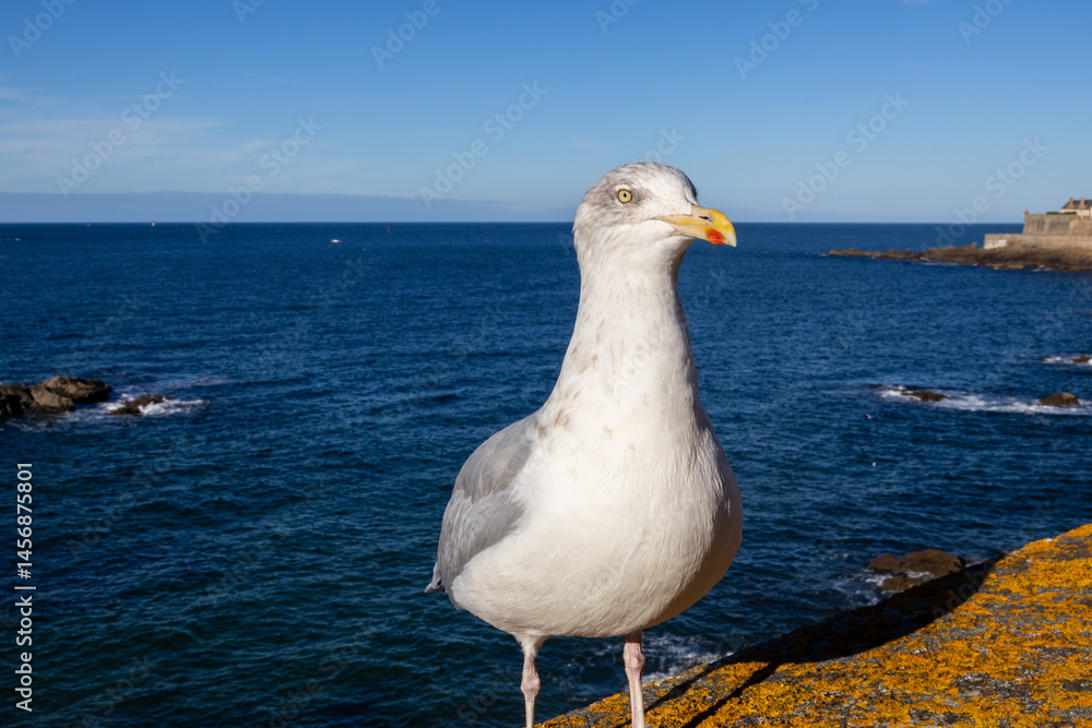 seagull on the pier