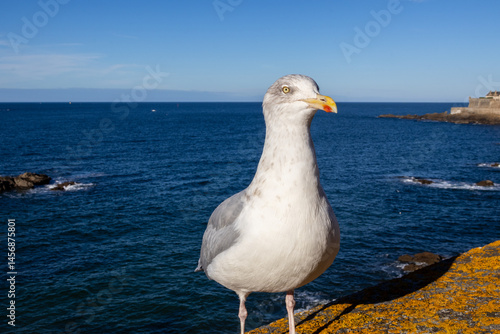 Obraz na płótnie seagull on the pier w salonie