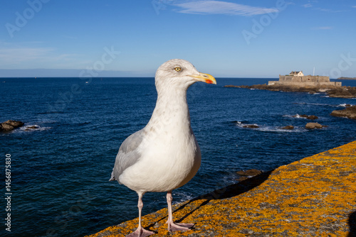 Obraz na płótnie seagull on the pier w salonie