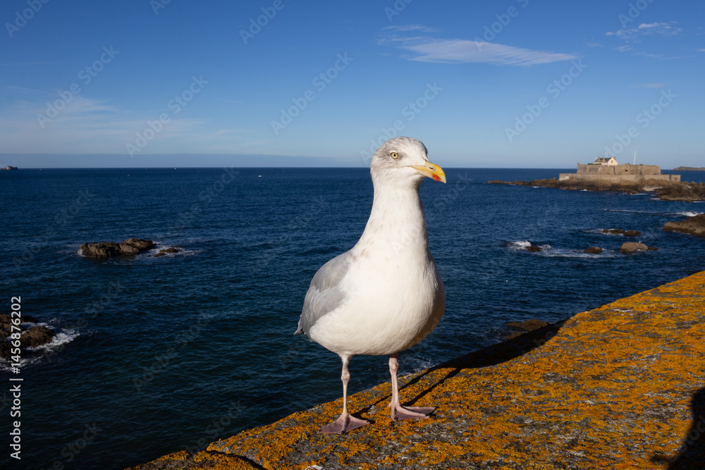 seagull on the beach