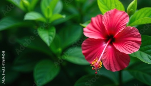 Bold hibiscus blooms, lush green foliage backdrop, design, fabric, background