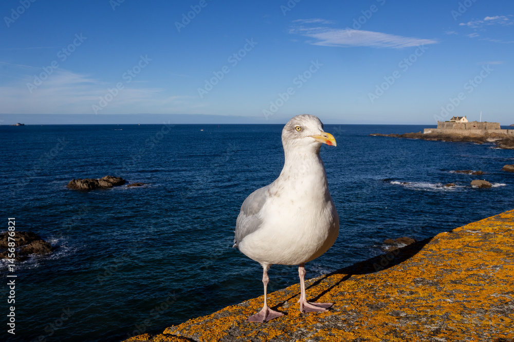 seagull on the pier