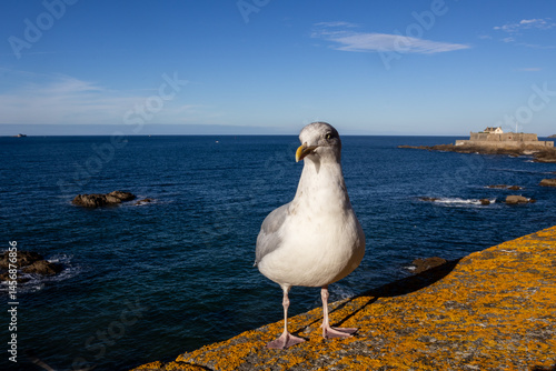 seagull on the pier