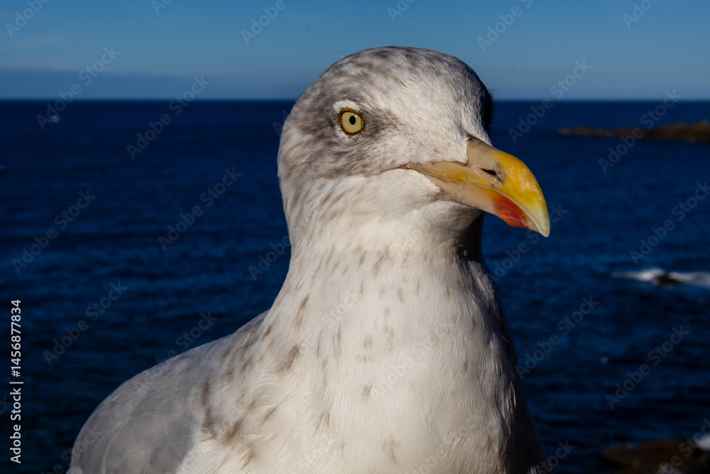 seagull on the pier