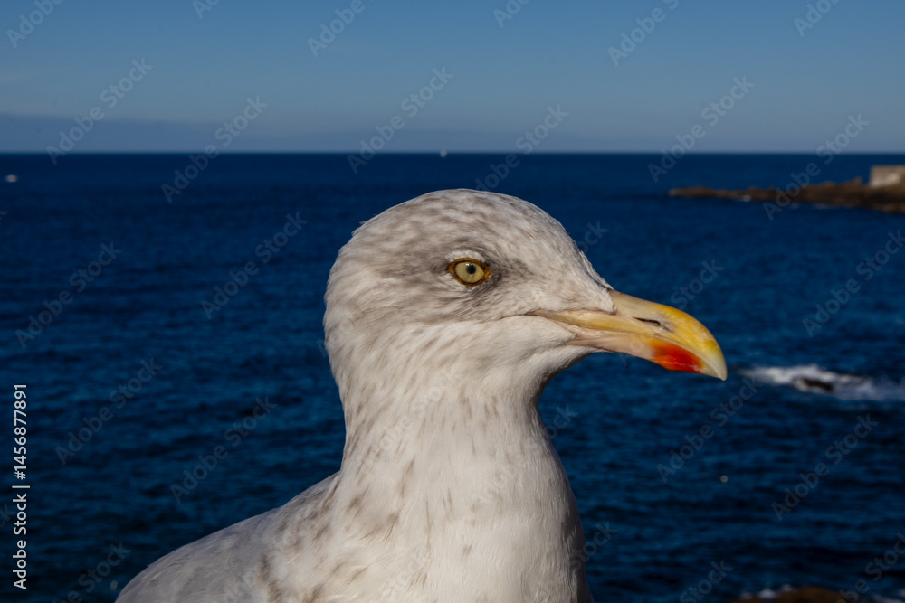 seagull on the pier