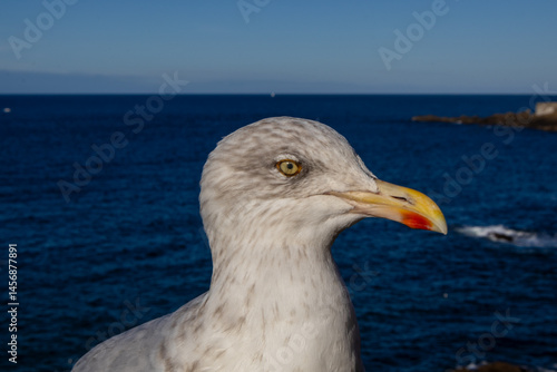 Obraz na płótnie seagull on the pier w salonie