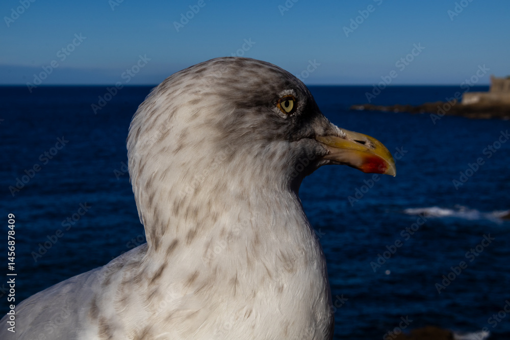 seagull on the pier