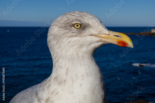 Obraz na płótnie close up of a seagull w salonie