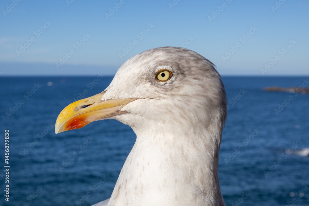 seagull on the beach