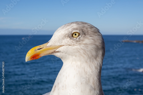 Obraz na płótnie seagull on the beach w salonie