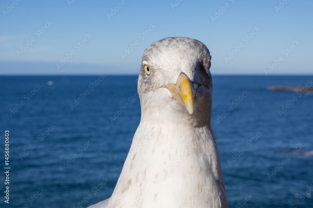 seagull on the pier