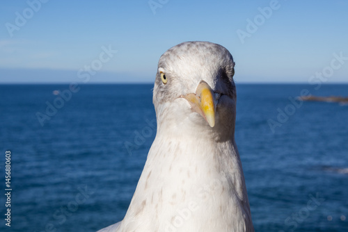 Obraz na płótnie seagull on the pier w salonie