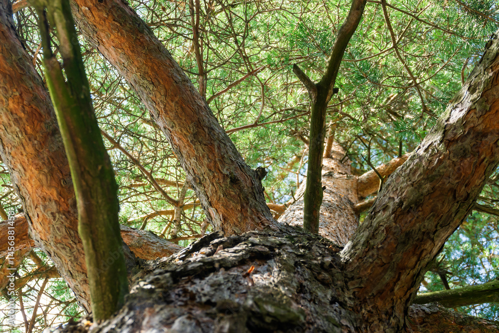 Fototapeta premium Close-up of a conifer tree with the bark in focus, needles blurred in the background
