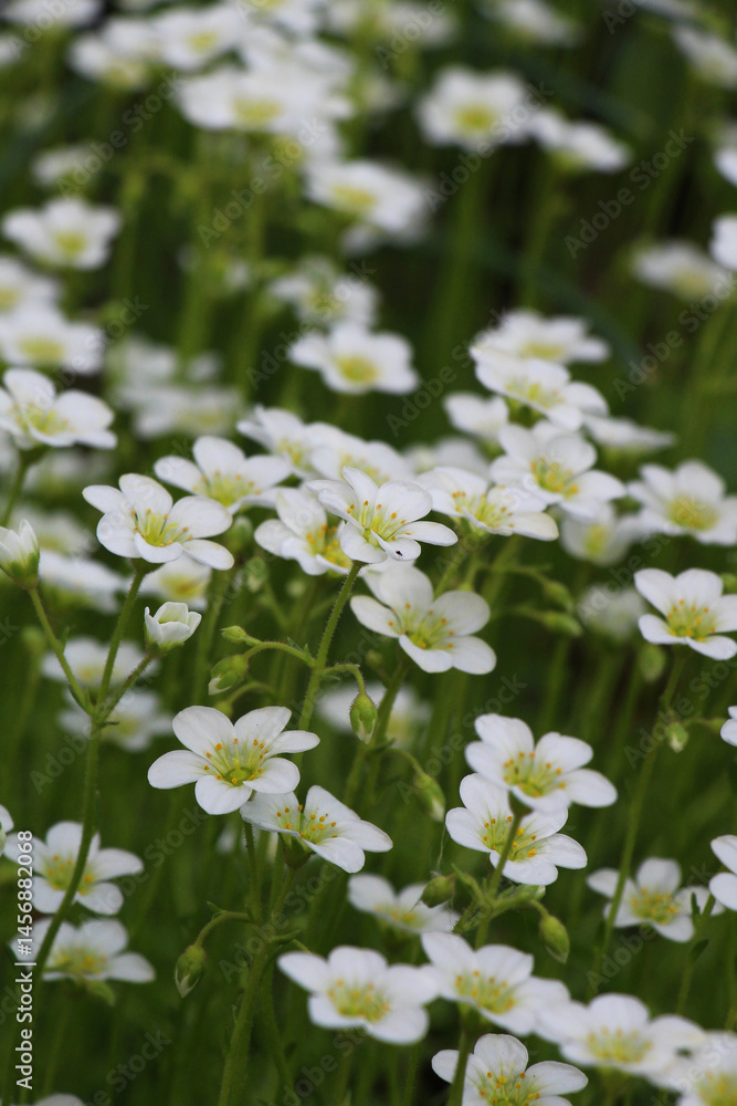 Saxifraga blooms in the garden in spring Saxifraga blooms in the garden in spring