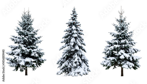 Set of pine trees isolated on transparent background.