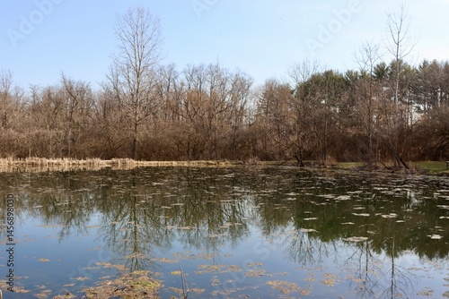 The peaceful pond in the woods on a sunny day.