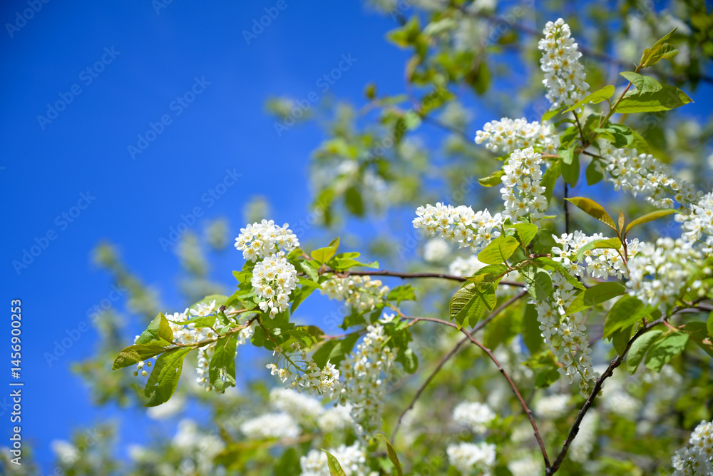 branch of blooming white bird cherry against blue sky branch of blooming white bird cherry against blue sky