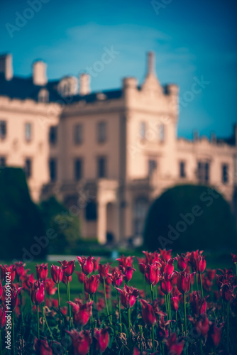 Colourful blooming flowers