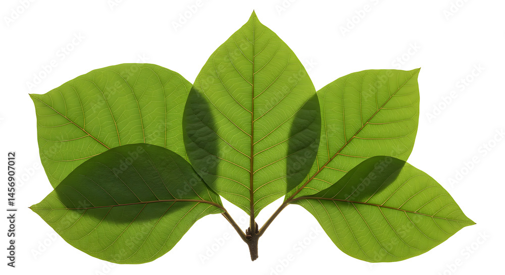 Fototapeta premium Green leaves symmetrical arrangement