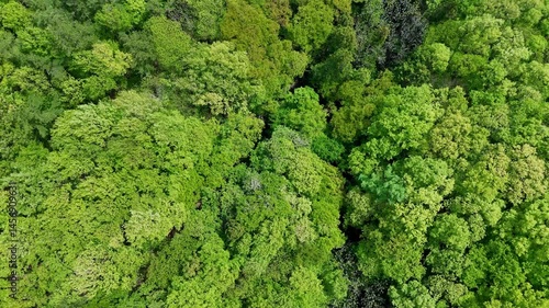 Aerial View of Lush Green Forest in Rural Japan – Verdant Canopy in Spring