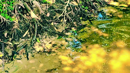 Natural Series : Roots of an old tree by the lake with a group of fish. Thai freshwater fish. Natural aquatic animals. 