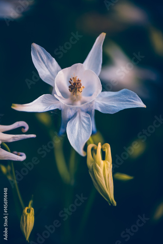 Colourful blooming flowers