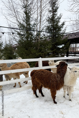 White and brown alpacas walk in the zoo enclosure in winter. Funny animals in the petting zoo