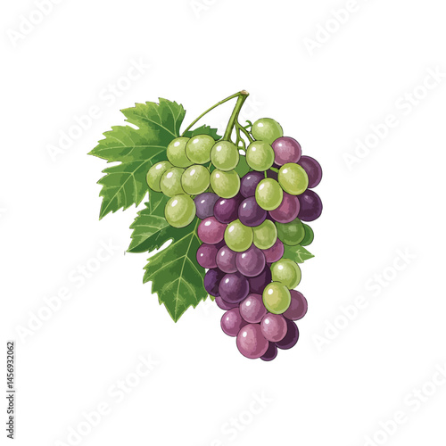 bunch of grapes