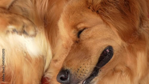 Close-up of a golden retriever using its hind leg to scratch its head 