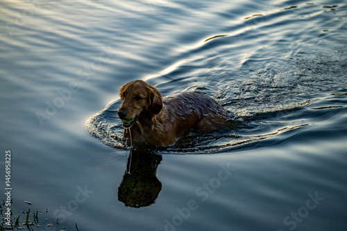 Golden dog swim
