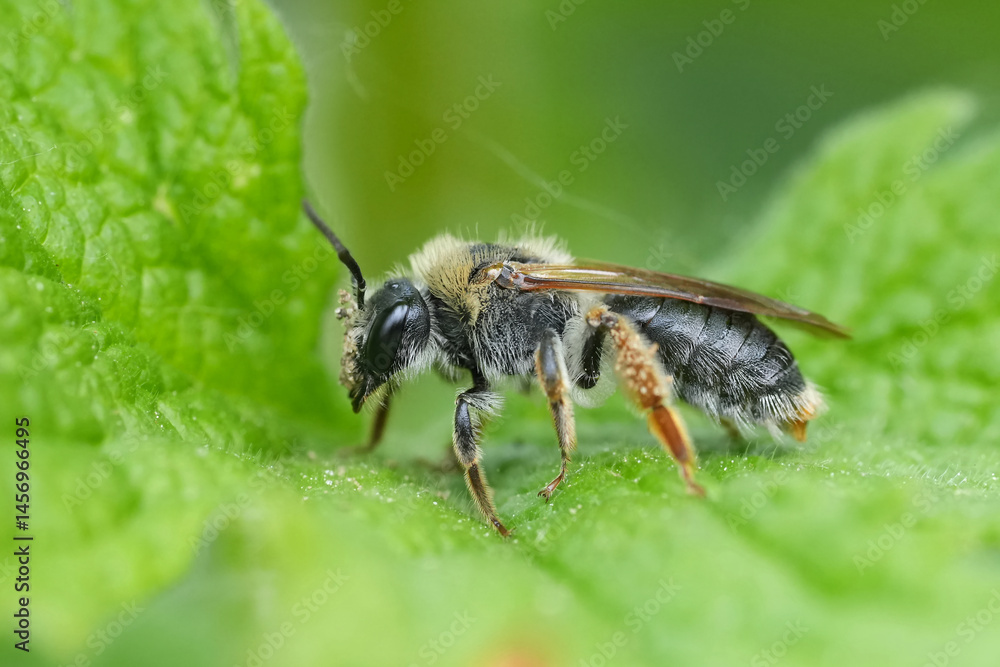 Closeup on a female Red-tailed mining bee, Andrena haemorrhoa resting on a green leaf Closeup on a female Red-tailed mining bee, Andrena haemorrhoa resting on a green leaf