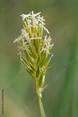 Closeup on a flowering sweet vernal grass Anthoxanthum odoratum photo