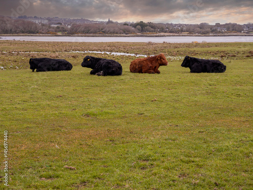 A herd of cows are laying down in a grassy field. The cows are brown and black in color. Lake and town buildings in the background. Colorful cloudy sky. Premium animals on a ranch.