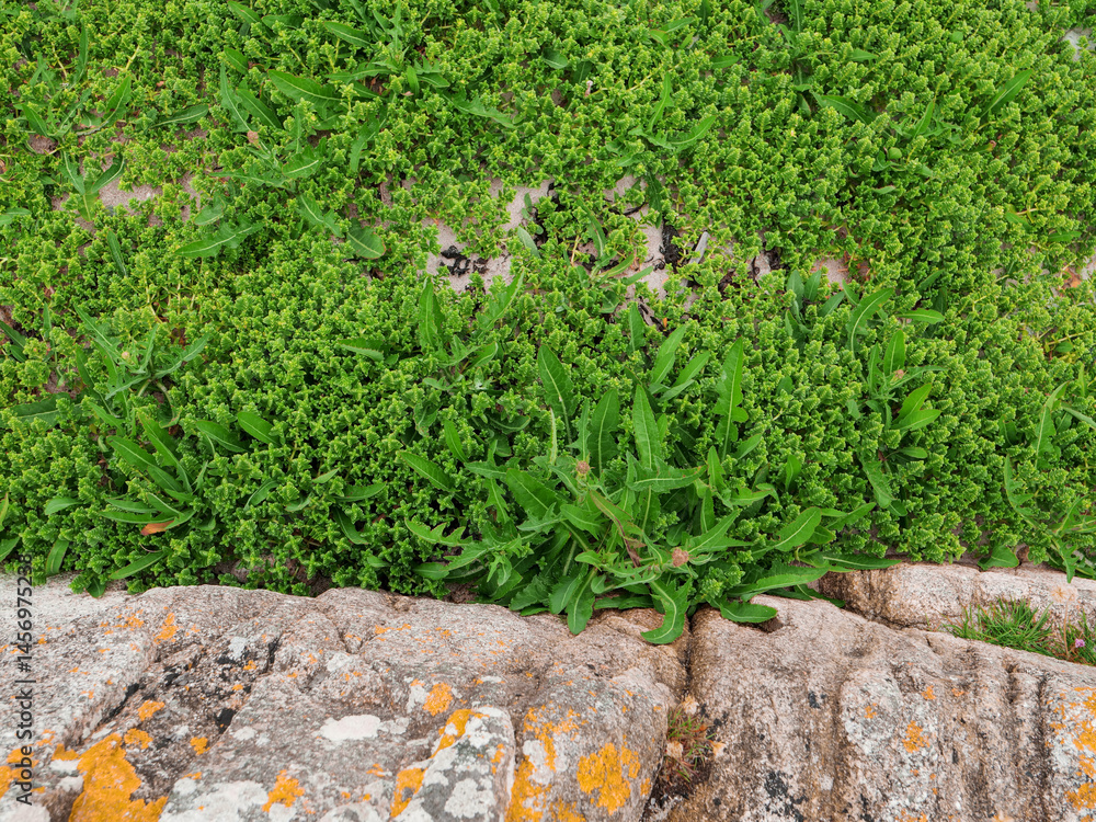 Top down view on a green grass which looks like a forest with exotic trees and mountain. Nature scene.