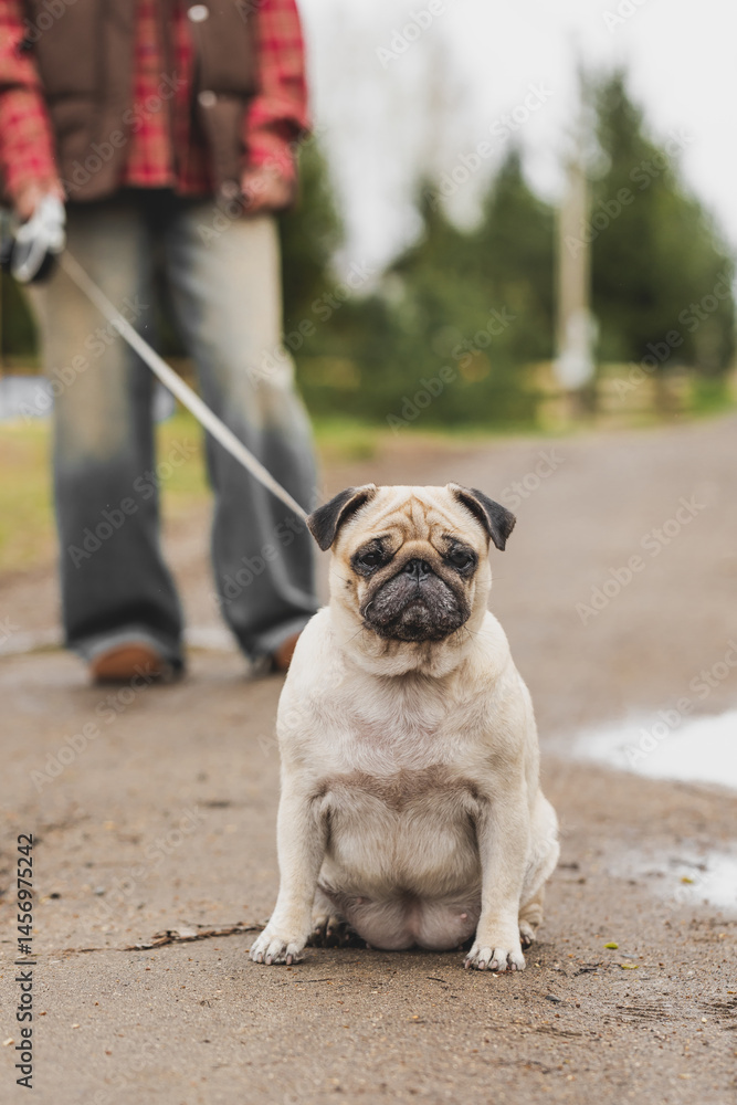 Obraz premium beautiful girl walking with a dog, pug