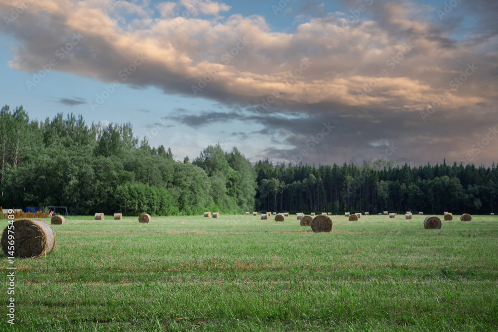 Green field with cut grass and rolled cut grass bales, forest and dramatic sky background. Nobody. Rural country side area. Agriculture industry.