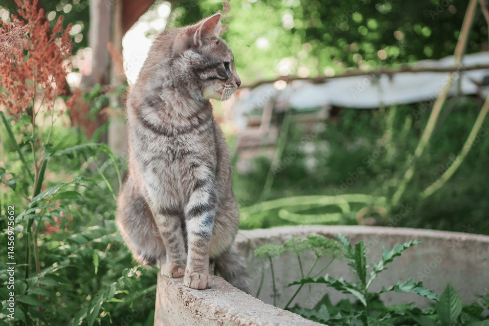 Adorable tabby cat sitting on a round concrete block in a tall grass. Country life area. Pet living in a rural area or farm. Selective focus. Model looking to a side.