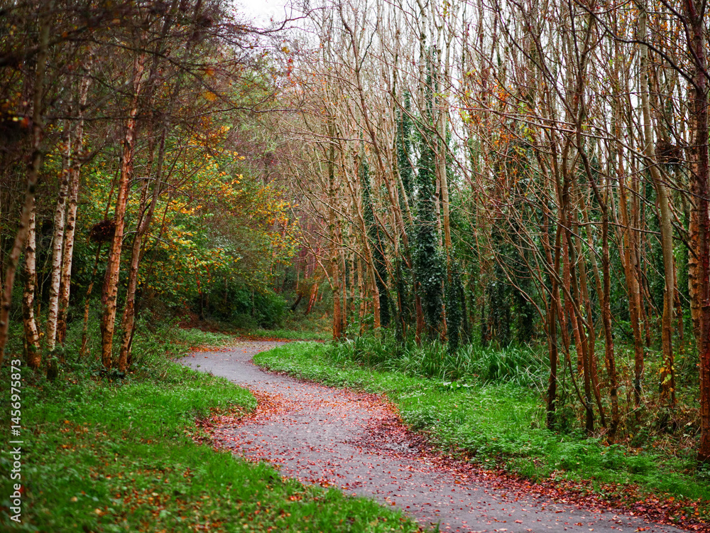 A path through a forest with trees that are mostly green. The leaves on the trees are falling, and the ground is covered in brown leaves. Fall or autumn season concept.