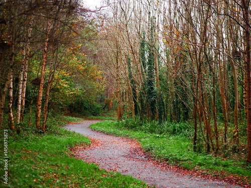 A path through a forest with trees that are mostly green. The leaves on the trees are falling, and the ground is covered in brown leaves. Fall or autumn season concept.