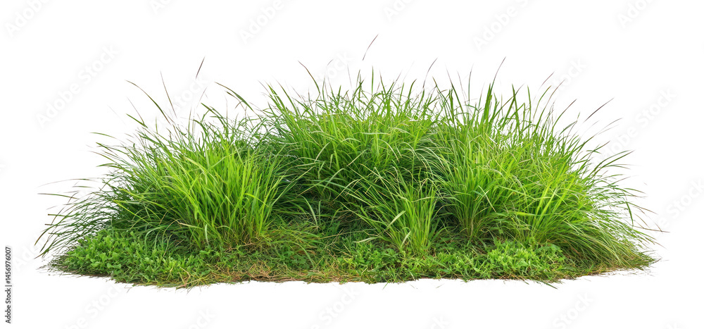Fototapeta premium PNG Tall real green grass bushes vegetation background isolated.