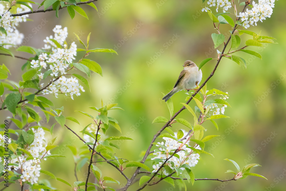 Willow warbler (Phylloscopus trochilus) amidst spring blossom. Beautiful British bird portrait. Willow warbler (Phylloscopus trochilus) amidst spring blossom. Beautiful British bird portrait.
