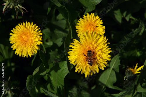 bright yellow dandelion flowers and a bee collecting pollen