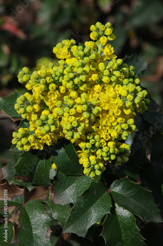 Mahonia aquifolium is an evergreen plant of the barberry family.