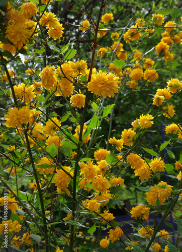 Kerria, Japanese Kerria blossom, yellow flowers is a deciduous shrub of the R...