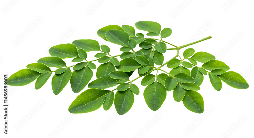 Moringa leaves isolated on transparent background
